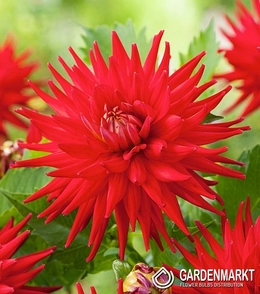 Dahlie Karma Corona Red 1 St.