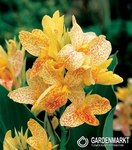 Canna Picasso 1 St.