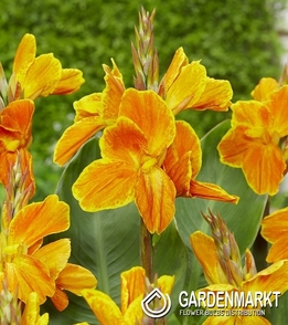 Canna Carnaval 1 St.