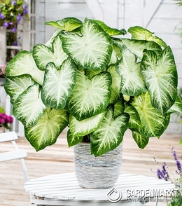 Caladium Aaron 1 St.