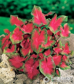 Caladium Blaze 1 St.