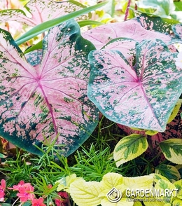 Caladium Fire Chief 1 St.