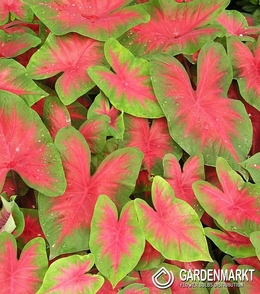 Caladium Florida Cardinal 1 St.