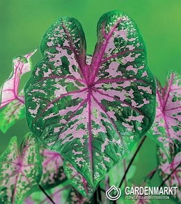 Caladium Pink Cloud 1 St.