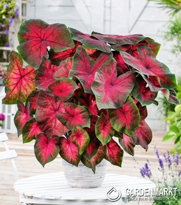 Caladium Postman Joyner 1 St.