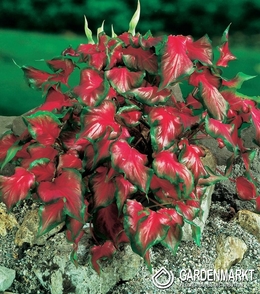 Caladium Red Frill 1 St.