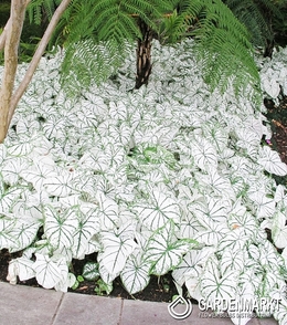 Caladium White Christmas 1 St.