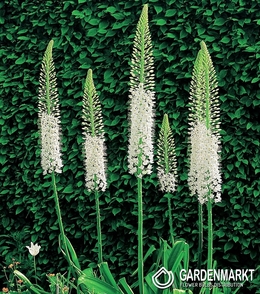 Eremurus Line Dace Himalaicus 1 St.