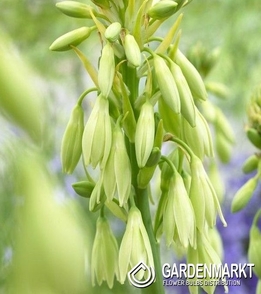 Galtonia viridiflora 1 St.