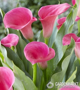 Zantedeschia - Calla Captain Samba 1 St.