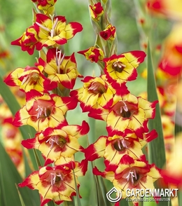 Gladiolus  Farah 5 St.