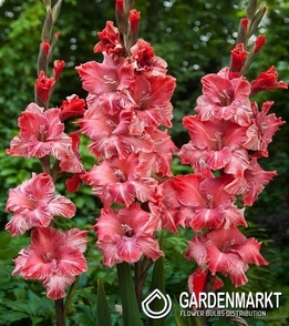 Gladiolus  Vabene 5 St.