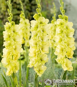 Gladiolus  Limonkowy 10 St.