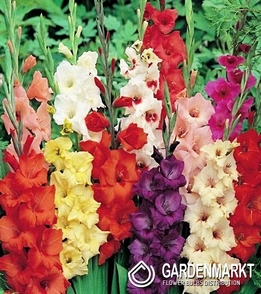 Gladiolus  Mix 5 St. 10/12