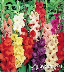 Gladiolus  Mix 30 St. 10/12