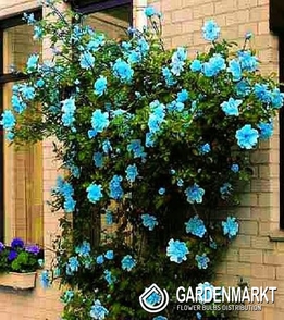 Kletterrose Blaue 1 St.