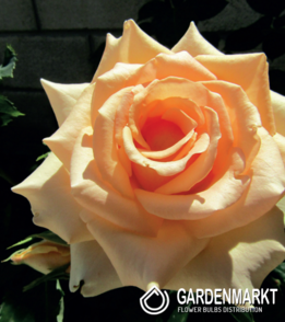 Mehrblütigen Rose Cremefarbene 1 St.