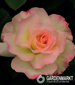 Mehrblütigen Rose Rosa Weiße  1 St.