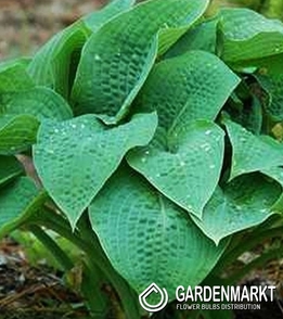 Hosta - Funkia Marmalade On Toast 1 St.
