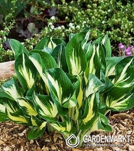 Hosta - Funkia Sting 1 St.