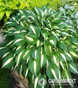 Hosta - Funkia White Bikini 1 St.