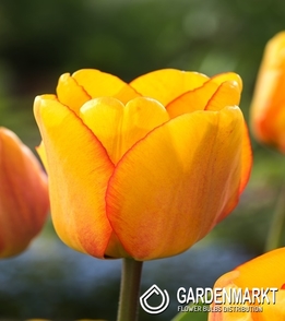 Tulipan Darwin Blushing Apeldorn 5 st.