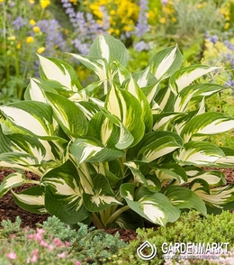 Hosta - Funkia Color Festival ® 1 St.