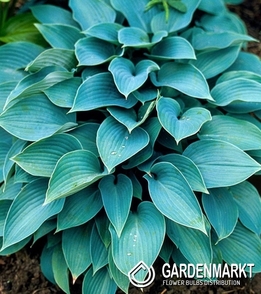 Hosta - Funkia Fragrant Blue 1 St.
