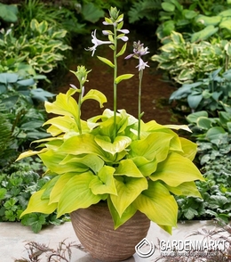 Hosta - Funkia Ki Ren Jyaku 1 St.
