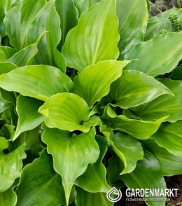 Hosta - Funkia Purple Sensation 1 St.