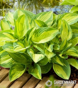 Hosta - Funkia Summer Breeze 1 St.