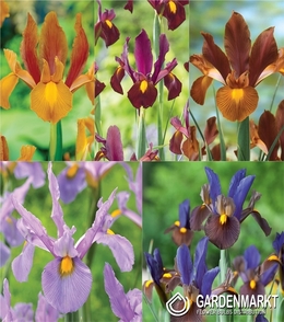 Eingestellt Holländiche Iris "2" 7/8