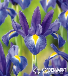 Holländische Iris Discovery 10 St.