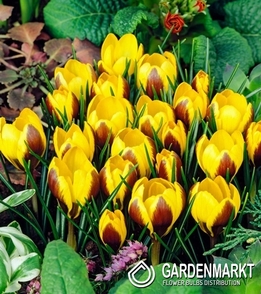 Krokus Herald 5 St.