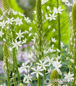 Ornithogalum Sochi 3 St.