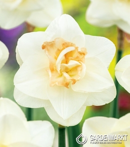 Narcissi Tender Beauty 3 St.