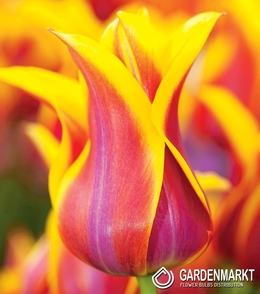 Tulpe Lily Sonnet 5 St.