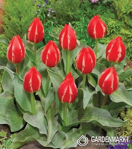 Tulpe Klein Friendly Fire 5 St.