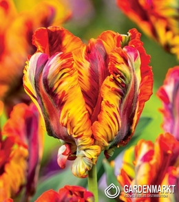 Tulip Papagei Rasta Parrot 1 St.