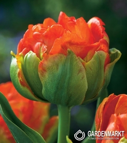 Tulpe Gefüllte Monte Orange 5 St.