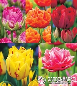 Eingestellt Tulpe Gefüllte "6" 11/12