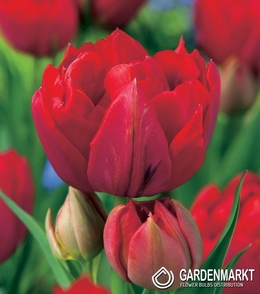 Tulpe Gefüllte Abba 5 St.
