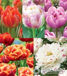 Eingestellt Tulpe Gefüllte "7" 11/12