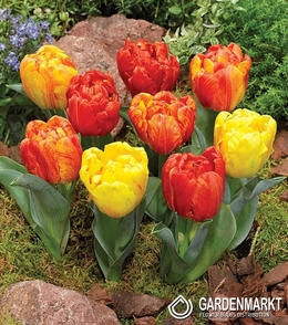 Tulpe Gefüllte Flaming Baby 5 St.