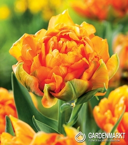 Tulpe Orca 5 St.