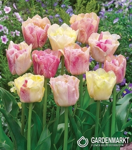 Tulpe Silk Road 5 St.