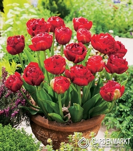 Tulpe Red Baby 5 St.