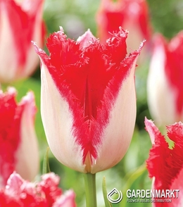 Tulpe Gefranste Sweets Paradise 5 St.