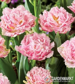 Tulpe Gefranste Perth 5 St.