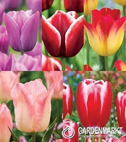 Eingestellt Tulpe Triumph "6" 11/12